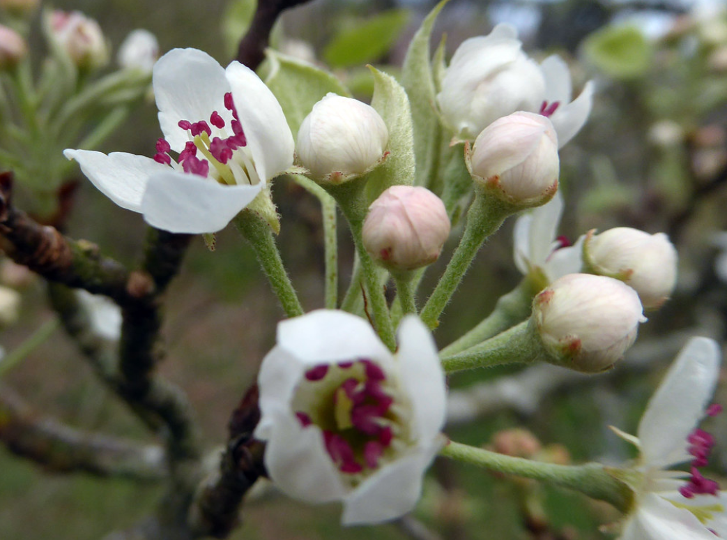  p>梨属(学名: i>pyrus /i> l.