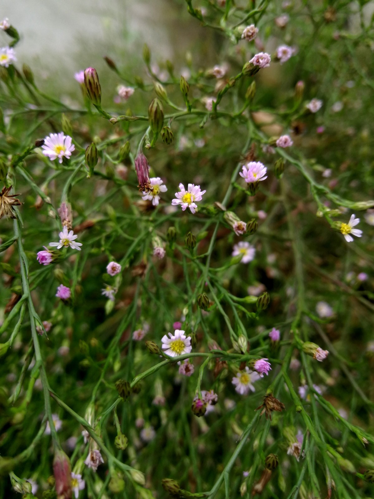 为菊科植物钻叶紫菀 i>aster subulatus /i> michx.的全草.