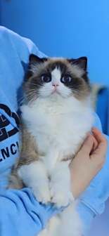 布偶猫图片