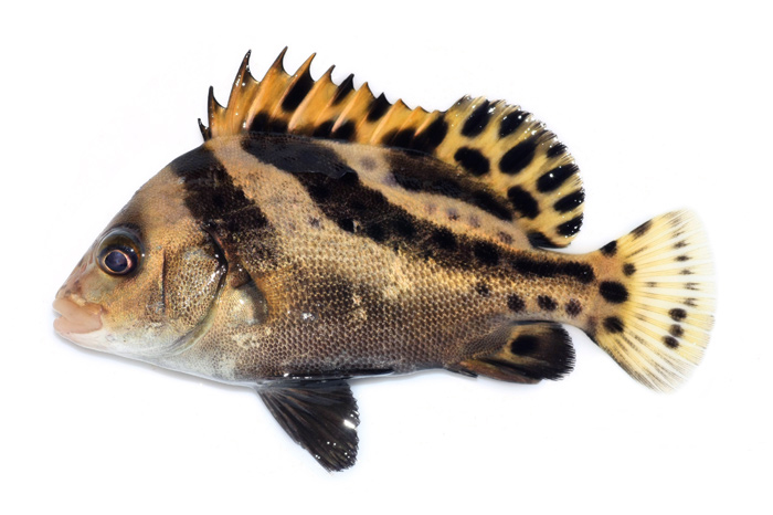 胡椒鲷(学名: i>plectorhinchus cinctus /i>)是石鲈科,胡椒鲷属鱼类