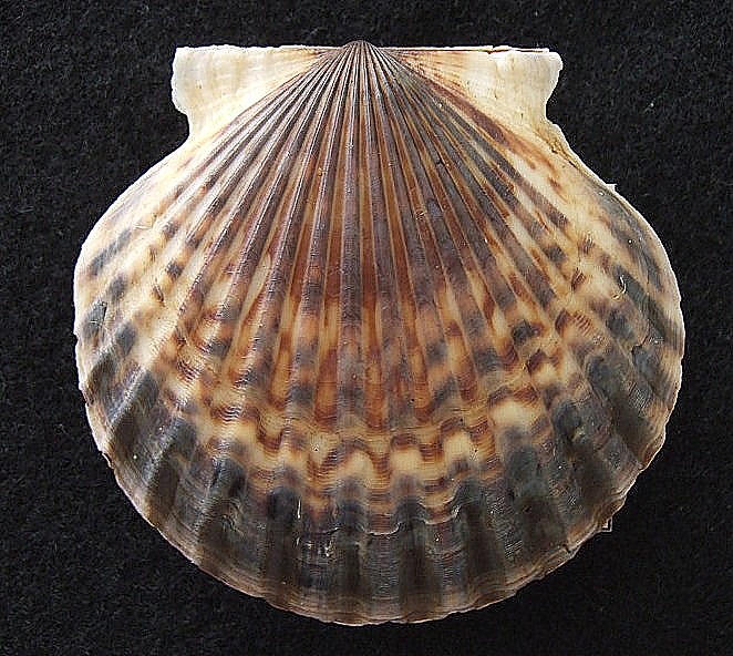 p>海湾扇贝(学名: i>argopecten irradians /i>)是扇贝科,海湾扇贝属