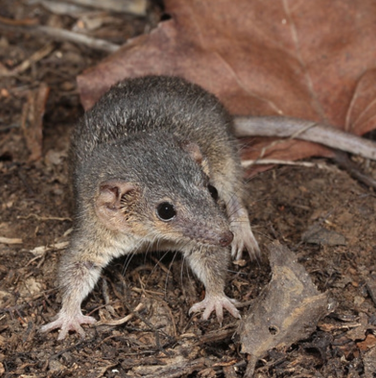 ="tztsjl9fkq5q">北澳侏袋鼬(学名: i>planigale ingrami /i>):袋鼬科