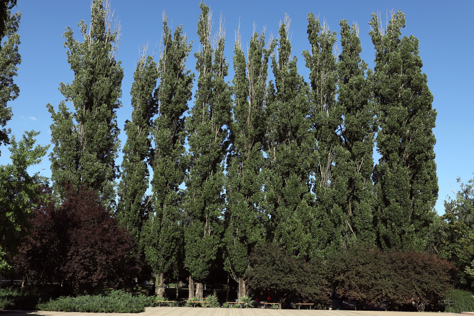  p>黑杨(学名: i>populus nigra /i>),为乔木,高30米;树冠阔椭圆形.