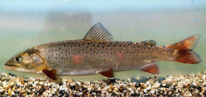  p>细鳞鲑(学名: i>brachymystax lenok /i>)是鲑科,细鳞鱼属鱼类.