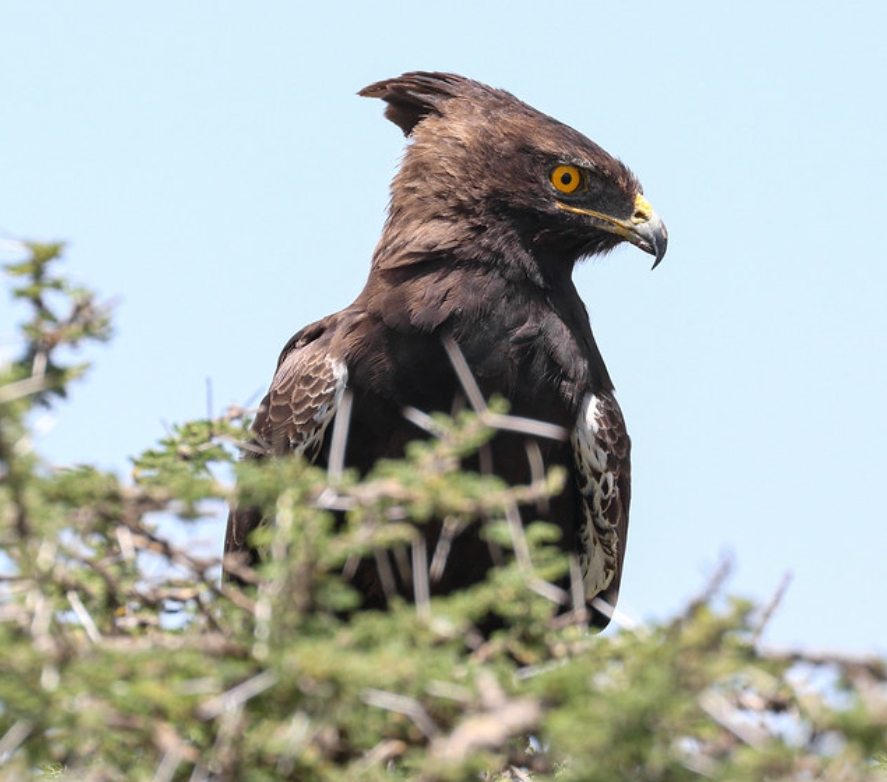  p>冠鹰雕(学名: i>stephanoaetus coronatus /i>):是鹰科,冠鹰雕属的