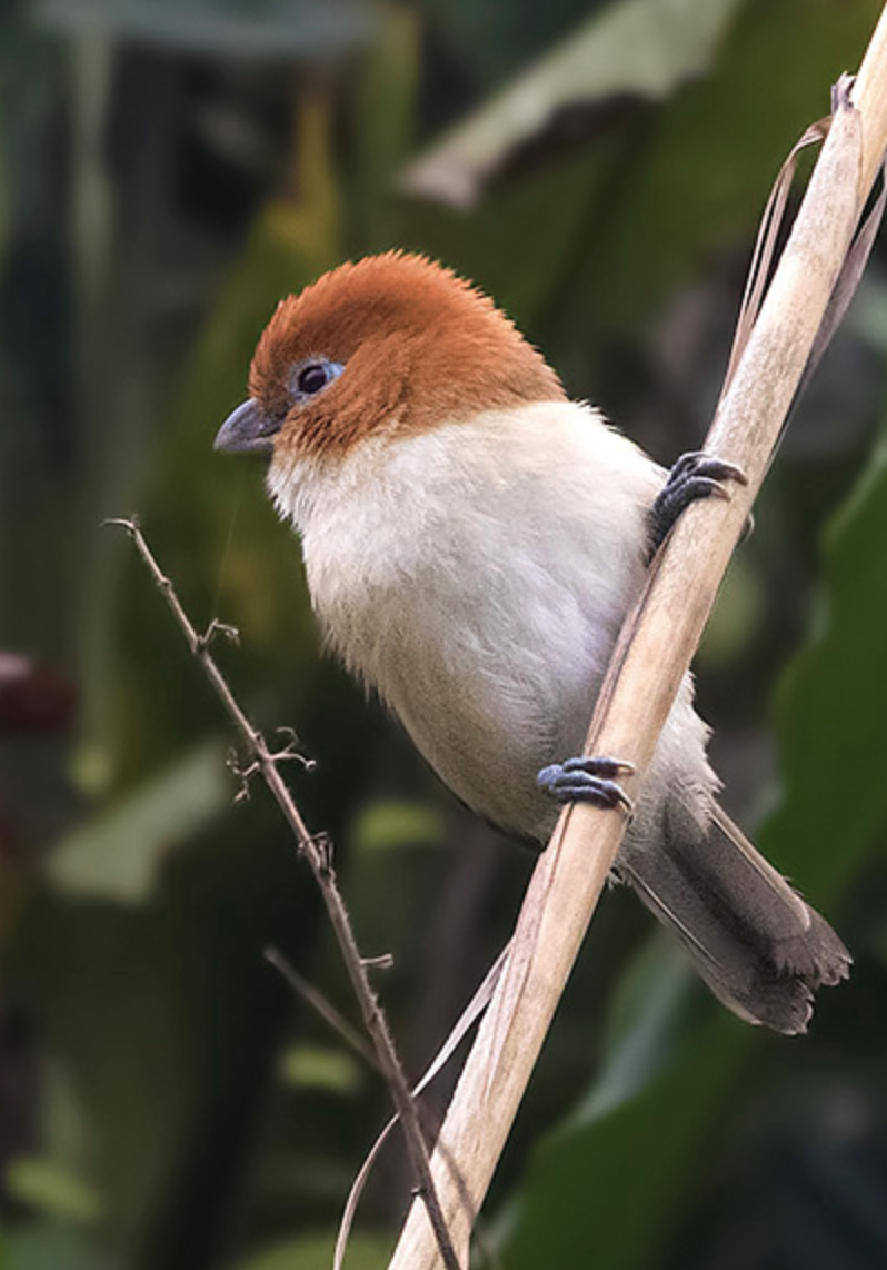  p>红头鸦雀(学名: i>psittiparus bakeri /i>)是 a target="_blank"