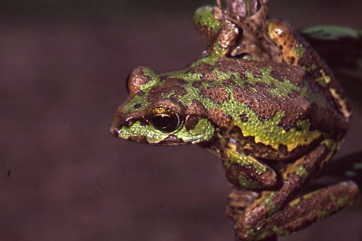 峨眉树蛙