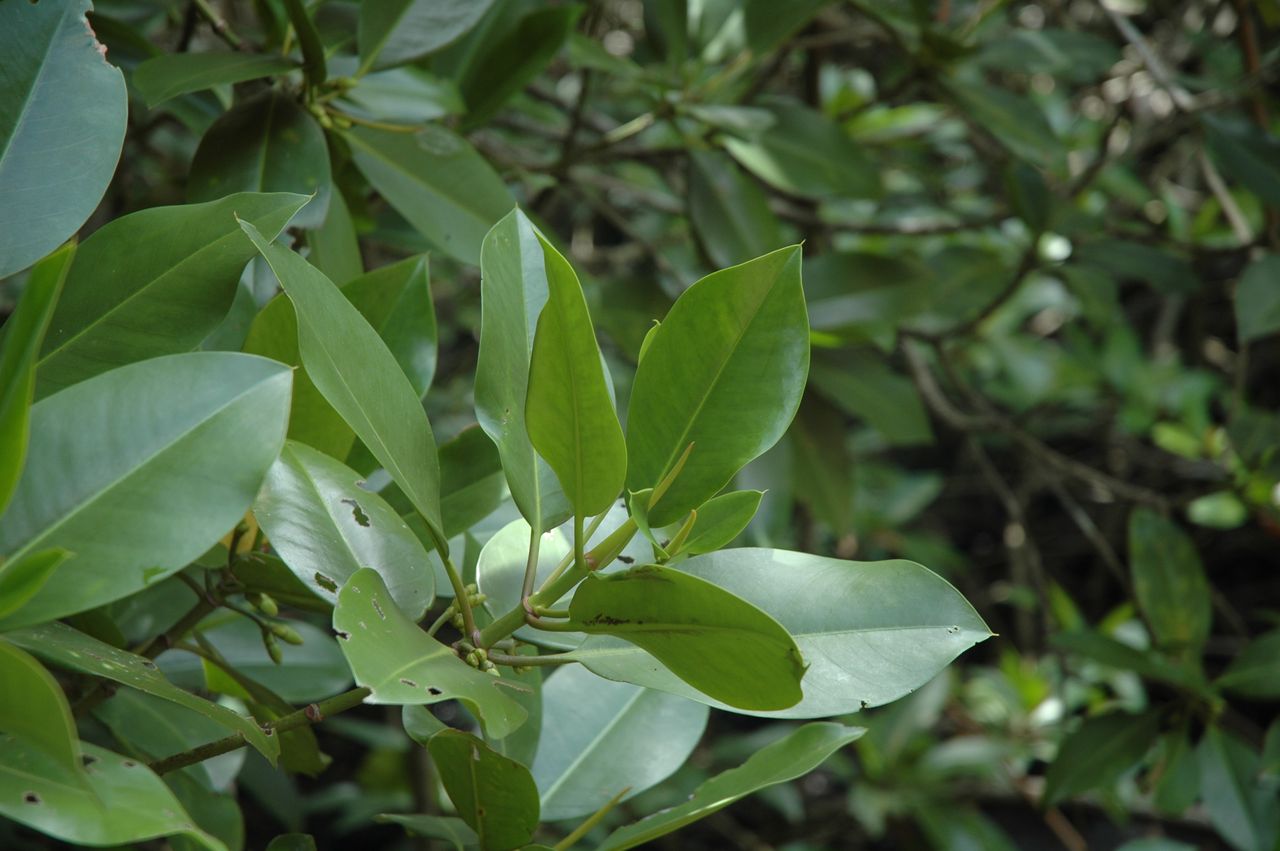 是红树科,红树属植物.