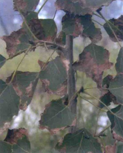 href="/item/杨树/3452" data