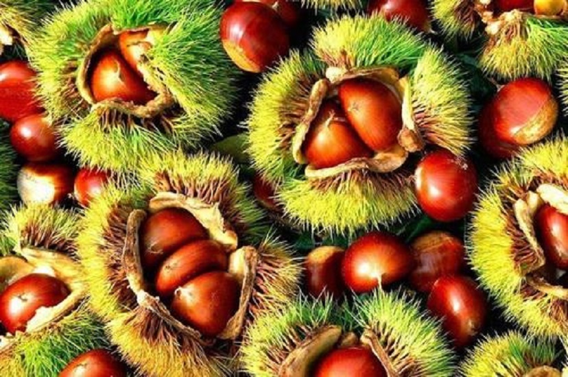  p data-id="svvtvrdfo2ij">乐昌板栗果实粒大,肉甜,富含营养,远近