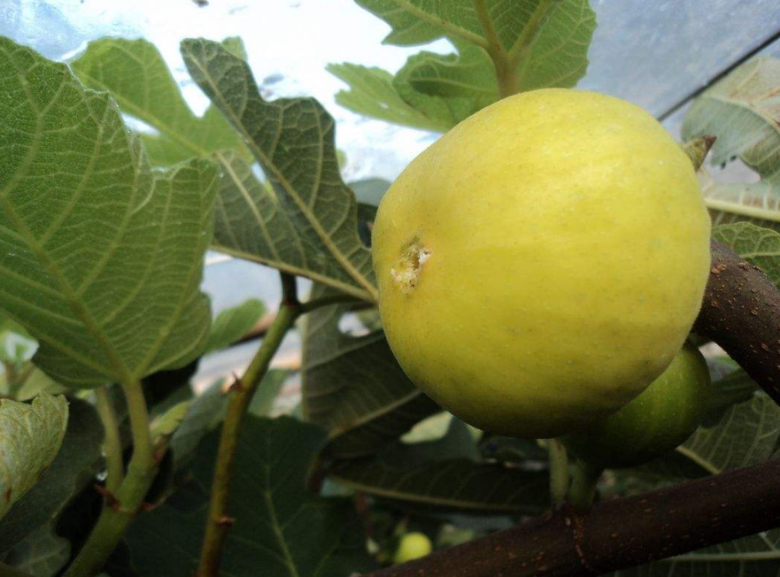  p>无花果(学名: i>ficus carica  /i>linn.)是桑科,榕属植物.