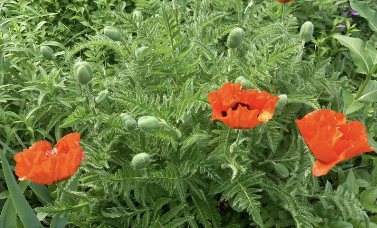  p>鬼罂粟(学名: i>papaver orientale /i> l.)是罂粟科,罂粟属植物.