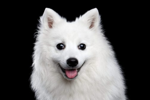 银狐犬（原产于日本的独立犬种）_百度百科