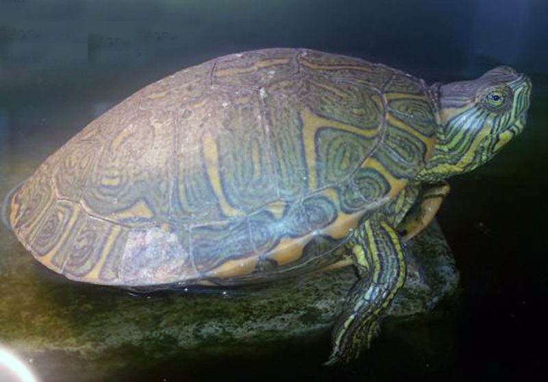  p data-id="gn2lgwv57m">南美彩龟(学名: i>trachemys dorbigni /i>)