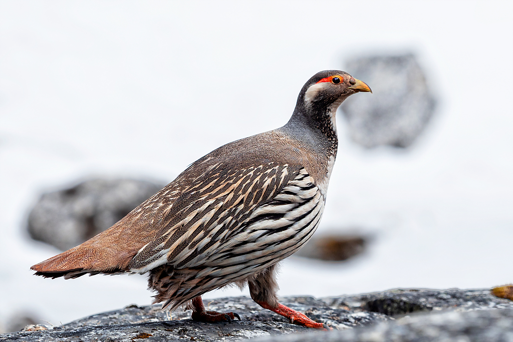 藏雪鸡指名亚种