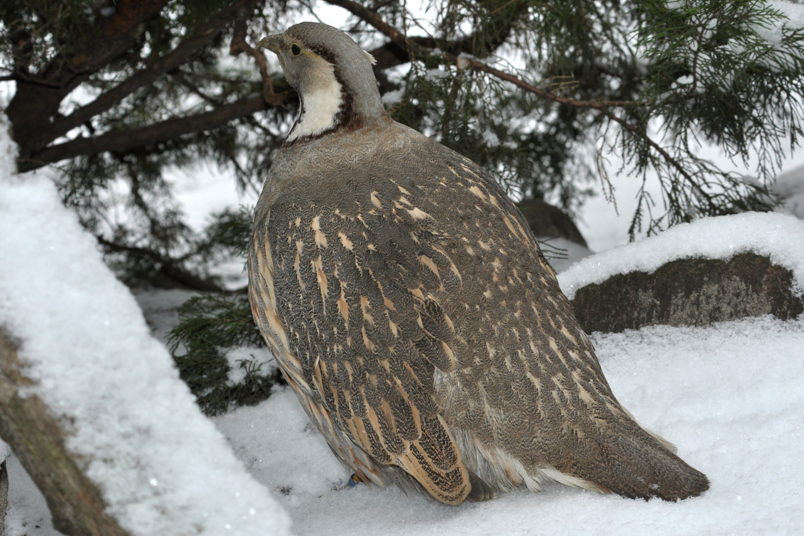 暗腹雪鸡西疆亚种