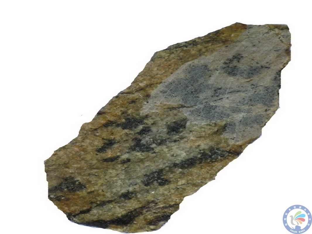 含堇青石榴花岗质片麻岩