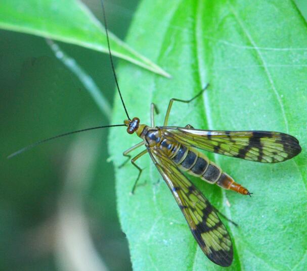 天目山新蝎蛉