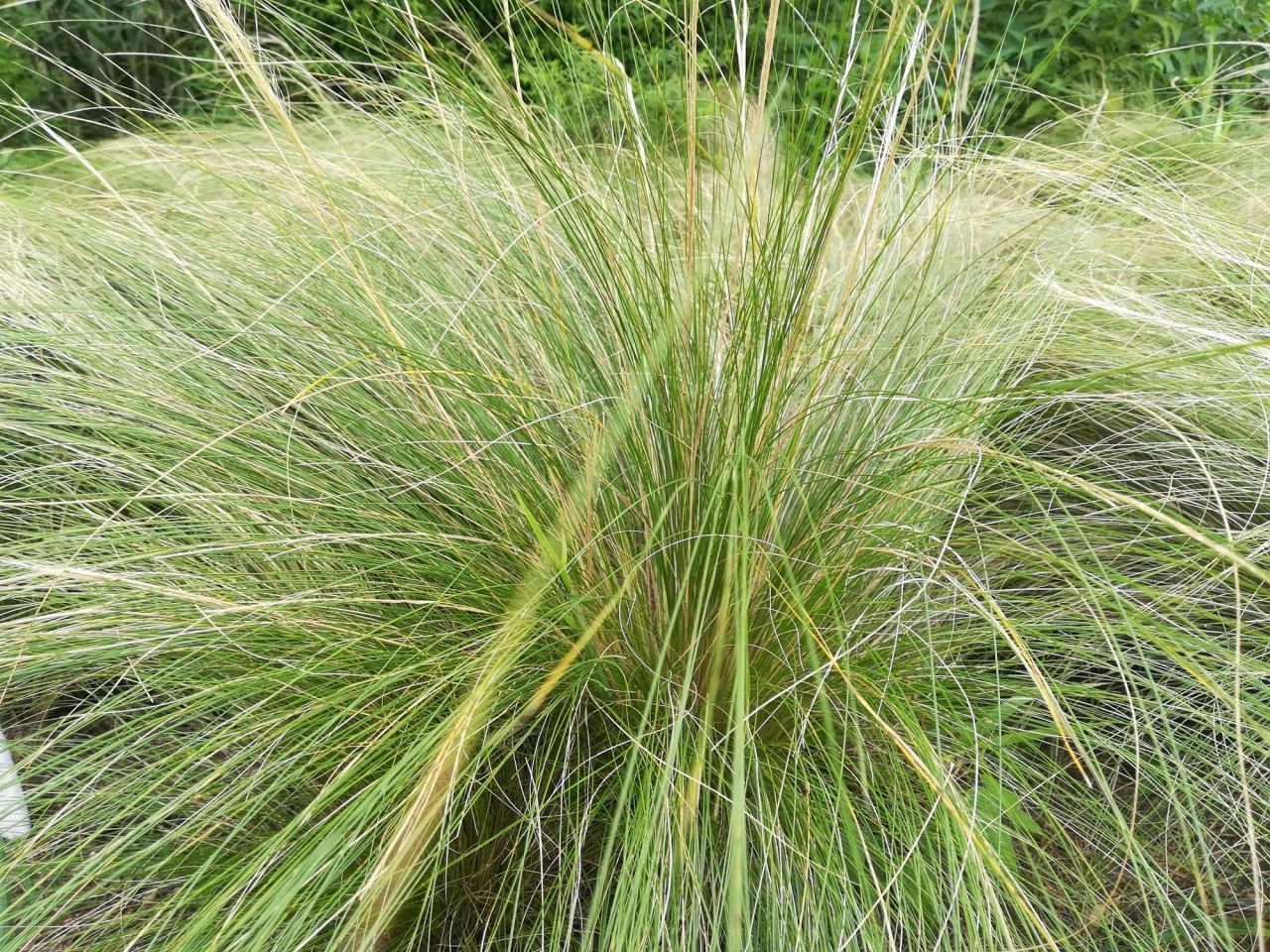 紫花针茅_百度百科