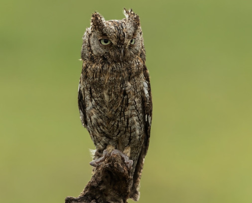 eurasian scops-owl