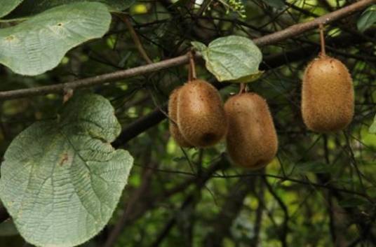 Actinidia arguta 'Issai'_百度百科
