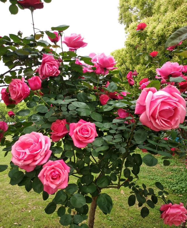 ="/item/蔷薇属/346970" data-lemmaid="346970">蔷薇属 /a>月季种植