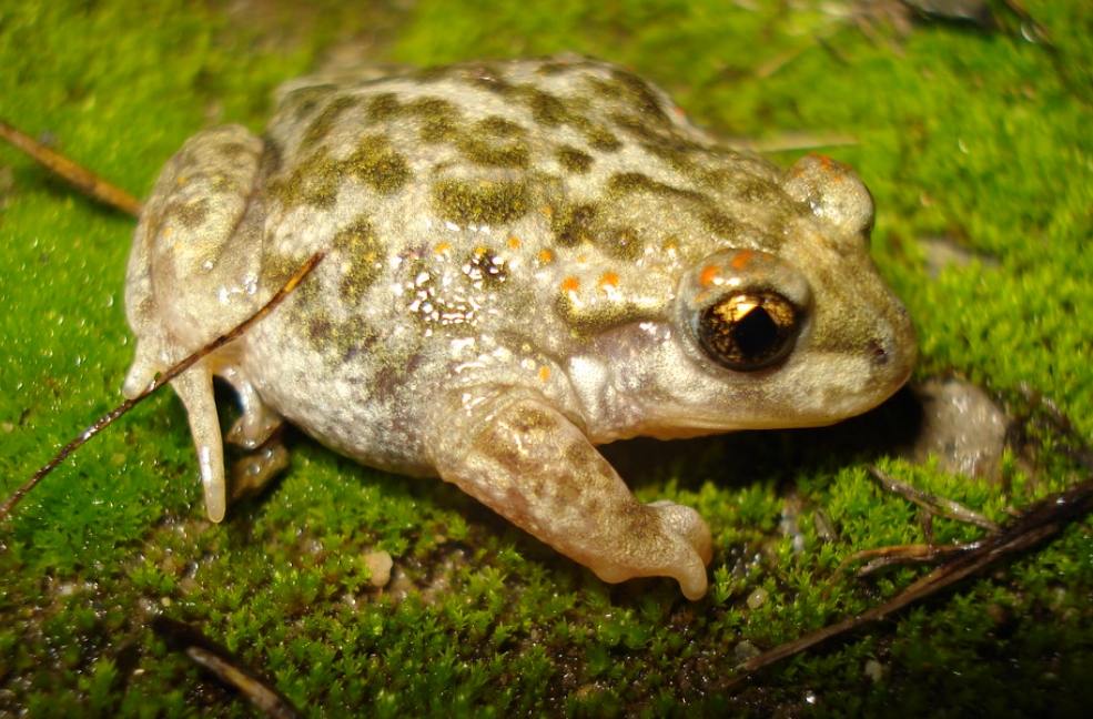  p>西班牙产婆蟾(学名: i>alytes cisternasii /i>):盘舌蟾科,产婆蟾