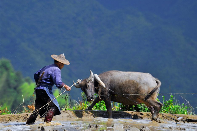 农历二十四节气(梅源芒种开犁节)