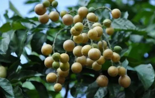 夏天特有的“黄皮果”，你知道它该怎么吃吗？_百科TA说