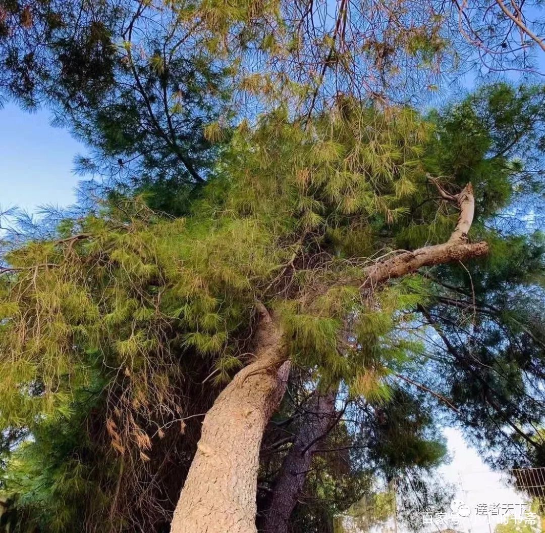 老去的松树，亦如英雄的迟暮_百科TA说