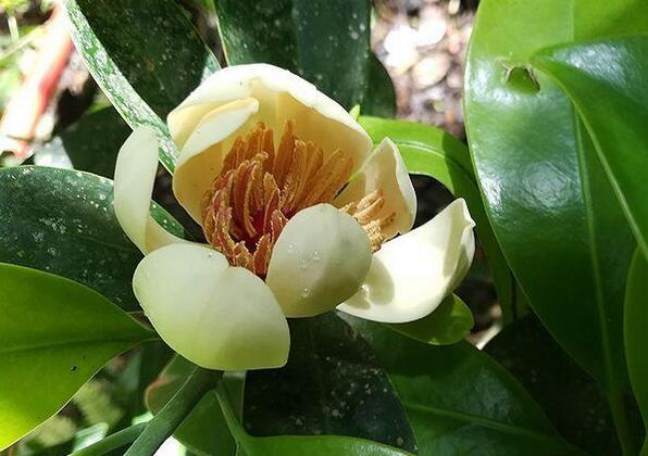 乐东拟单性木兰_1