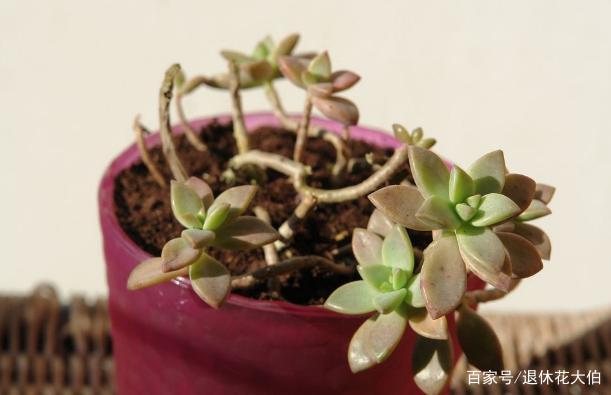 景天科多肉姬胧月，未蜕变成老桩前，盆栽该在哪些地方下功夫？_百科TA说