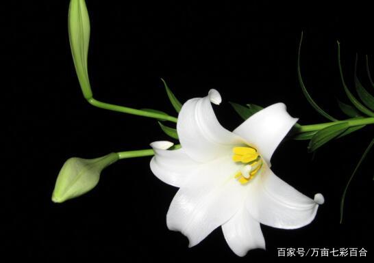 百合花语是什么 送百合花代表什么意思 百科ta说