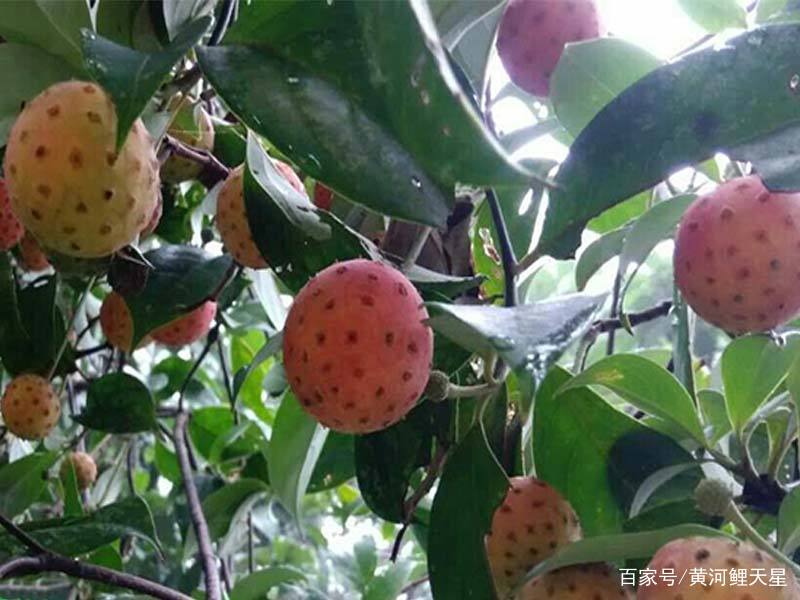 这种植物能结出山寨版的荔枝，然而它有个很霸气的名字_百科TA说