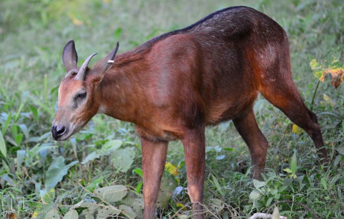  p>赤鬣羚( i>capricornis rubidus /i>):是偶蹄目,牛科,鬣羚属的哺乳