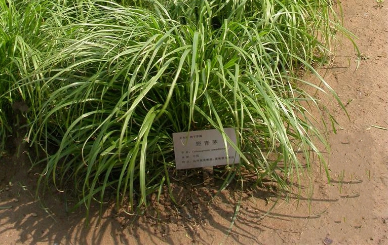  p>野青茅(学名: i>deyeuxia pyramidalis /i> (host) veldkamp)是