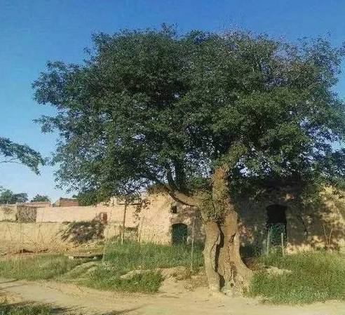  p data-id="go07n9cr4w">纳拉树(narra),是菲律宾的 a target="