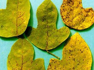 葛(粉葛)细菌性叶斑病