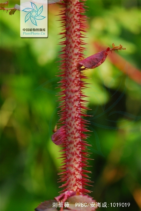 大叶蔷薇(原变种)