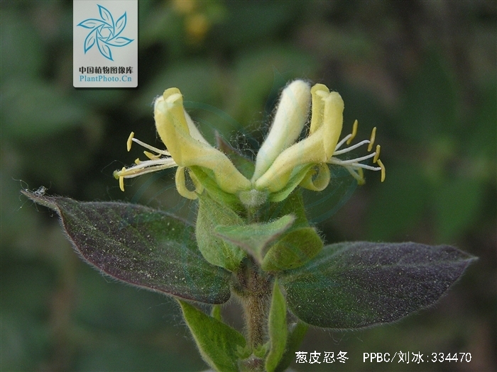  p>葱皮忍冬(学名: i>lonicera ferdinandii /i> franch.