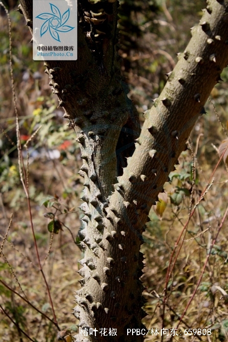 zanthoxylum ailanthoides sieb. et zucc.