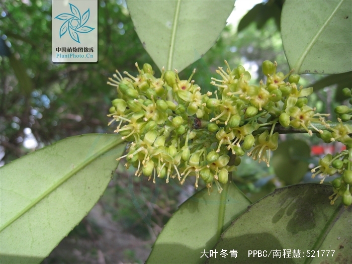  p>大叶冬青(学名:ilex latifolia thunb.