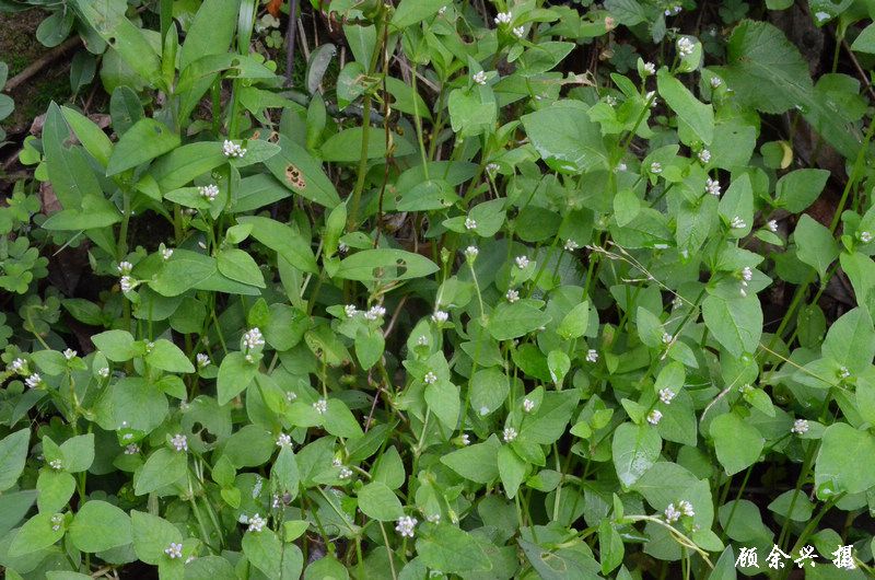  p>尼泊尔蓼,一年生草本.