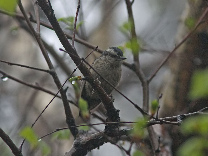  p>黑头鳾(学名: i>sitta villosa /i>):是小型 a href="#">鸣禽 /a>