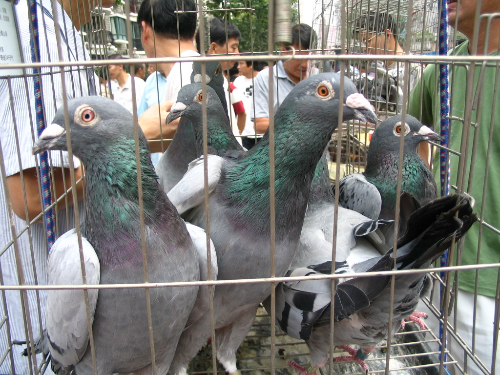 p>戴笠鸽,18世纪欧美国家引进此鸽,首次由美国人凡俄尔在伦敦参加