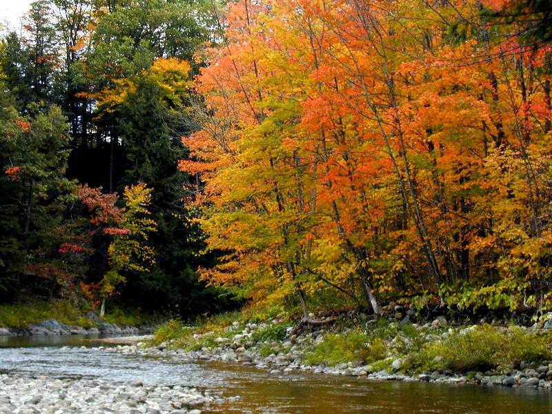  p>阔叶林:由 b> a target="_blank" href="/item/阔叶树">阔叶树 /a>