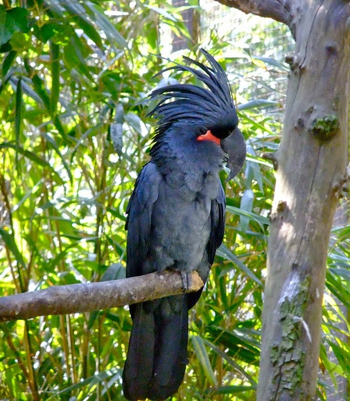  p>棕榈凤头鹦鹉指名亚种脸裸露,是典型的 a target="_blank" href="