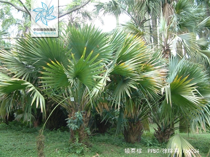  p>矮菜棕(学名: i>sabal minor /i> (jacq.) pers.