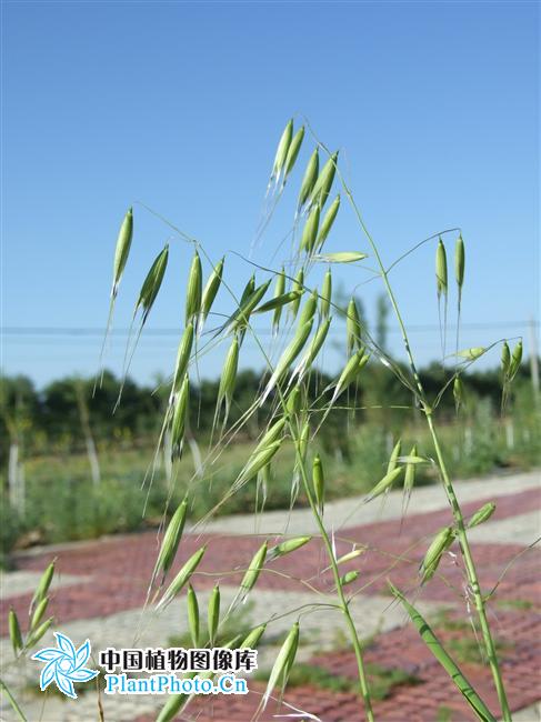  p>野燕麦(学名: i>avena fatua /i> l.