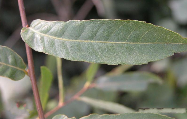  p>小叶栎(学名: i>quercus chenii /i> nakai)是壳斗科,栎属落叶 a